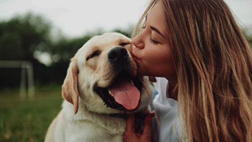 dest-cao-e-proprietario